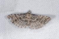Alucita grammodactyla