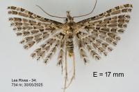 Alucita grammodactyla