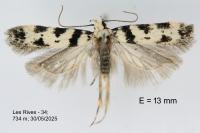 Pseudotelphusa scalella