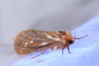 Korscheltellus lupulinus