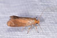 Crassa tinctella