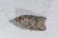 Cnephasia communana