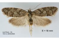 Cnephasia communana