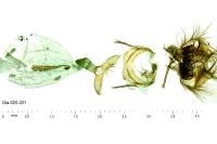 Cnephasia communana