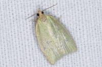 Tortrix viridana