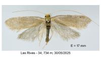 Nematopogon schwarziellus