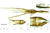 Nematopogon schwarziellus