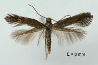 Tinagma ocnerostomella