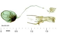 Tinagma ocnerostomella