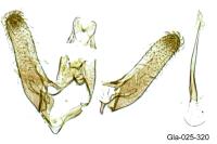 Elachista dispunctella