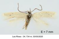 Elachista dispunctella