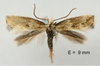 Elachista lugdunensis