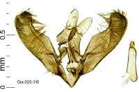 Elachista lugdunensis