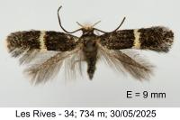 Elachista metella