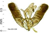 Elachista metella