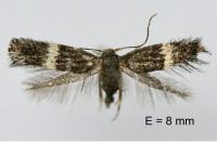 Elachista metella