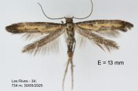 Ochromolopis ictella