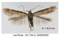 Aristotelia brizella
