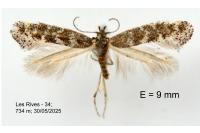 Catatinagma trivittellum