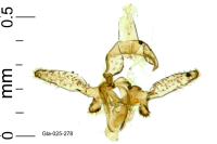Catatinagma trivittellum