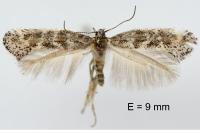 Catatinagma trivittellum