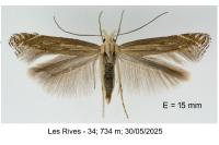 Isophrictis anthemidella