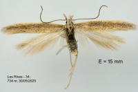 Megacraspedus lanceolellus