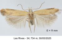 Mesophleps silacella