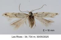 Parastenolechia nigrinotella