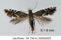 Glyphipterix umbilici
