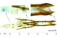 Glyphipterix umbilici