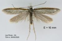 Pleurota ericella