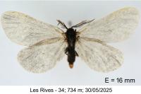 Rebelia plumella surientella