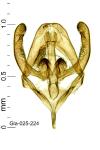 Rebelia plumella surientella