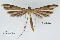 Stenoptilia annadactyla