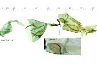 Stenoptilia annadactyla