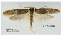 Monopis nigricantella