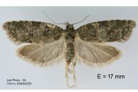 Cnephasia incertana