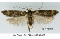 Aroga temporariella