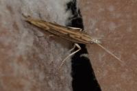 Ypsolopha mucronella
