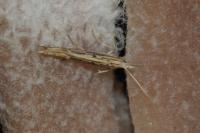 Ypsolopha mucronella