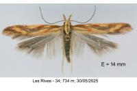 Metzneria aprilella