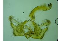 Coleophora flaviella