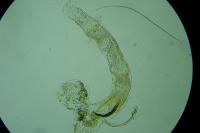 Coleophora flaviella