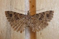 Alucita hexadactyla