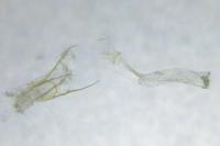 Alucita hexadactyla