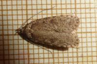 Agonopterix heracliana