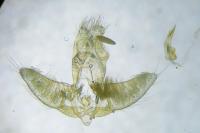 Agonopterix heracliana