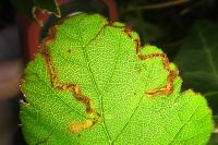 Stigmella aurella