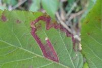 Stigmella aurella